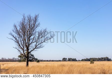 Bare Tree Among Wild Brown Grass On An Open Land, Dry Heather With Green Trees In Blurred Background
