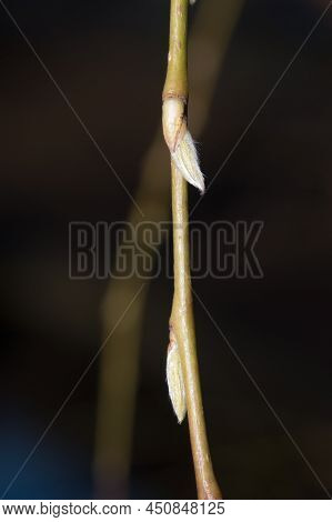Detail Of Branch Of Salix Sepulcralis Chrysocoma With Buds.