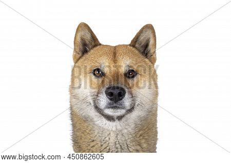 Head Shot Of Handsome Shiba Inu Dog, Sitting Facing Front. Looking Stright To Camera. Isolated On A 