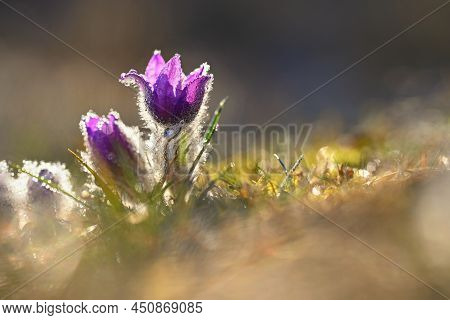 Spring Flowers. Beautifully Blossoming Pasque Flower And Sun With A Natural Colored Background. (pul