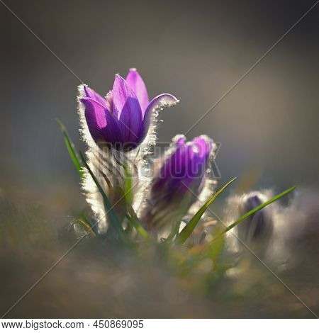 Springtime And Spring Flower. Beautiful Purple Little Furry Pasque-flower. (pulsatilla Grandis) Bloo