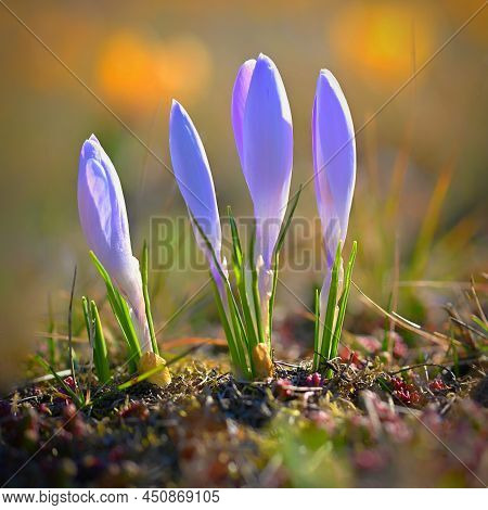 Spring Background With Flowers. Beautifully Colored Flowering Crocus - Saffron On A Sunny Day. Natur