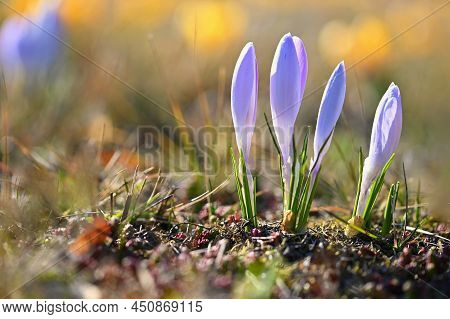 Spring Background With Flowers. Beautifully Colored Flowering Crocus - Saffron On A Sunny Day. Natur