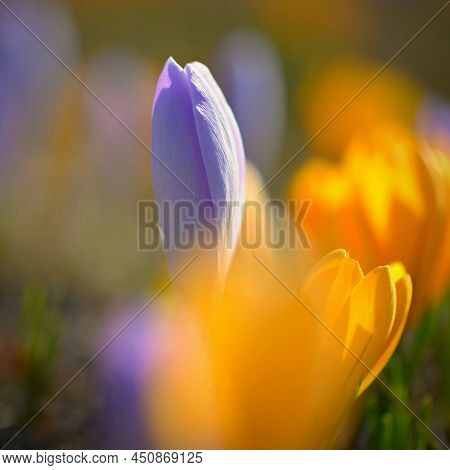 Spring Background With Flowers. Beautifully Colored Flowering Crocus - Saffron On A Sunny Day. Natur