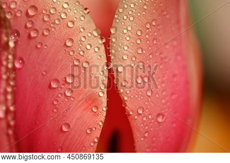Macro Shot Of Water Drops On A Flower. Spring Background With Flowers. Beautiful Colorful Tulip On A