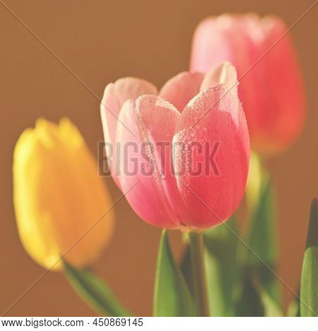 Spring Background With Flowers. Beautiful Colorful Tulip On A Sunny Day. Nature Photography In Sprin