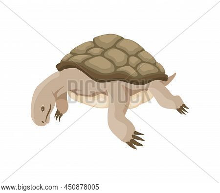 Turtle Character. Land Turtle. Wildlife Animal In Shell. Flat Vector Illustration Isolated On White 