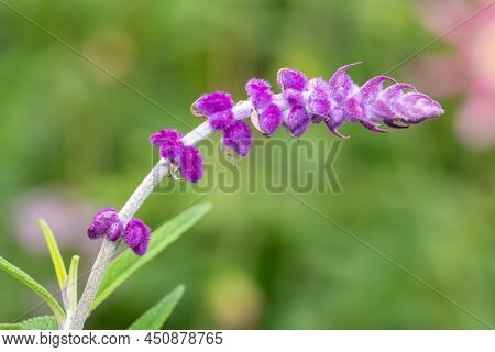 Mexican Bush Sage (salvia Leucantha) Flower