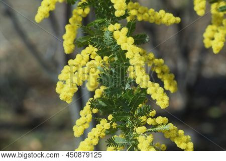 Cootamundra Wattle (acacia Baileyana) Blossoms. Fabaceae Evergreen Tree. The National Flower Of Aust