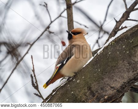 Bohemian Waxwing, Latin Name Bombycilla Garrulus, Sitting On The Branch With Snow In Winter Or Early