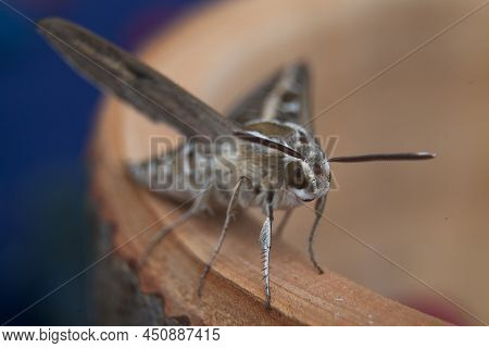 Close-up Of The Sphinx Chersis Moth, Shaparak Insect Sitting On Wood