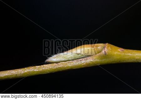 Macro Photo Of Buds Of Salix Sepulcralis Chrysocoma.