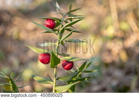 Twigs With Red Berries Of The Evergreen Bushy Plant Ruscus Aculeatus.