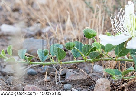 Flowering Plant Capparis Spinosa. White Flowers And Buds With Green Leaves. Vegetable Culture: Unblo