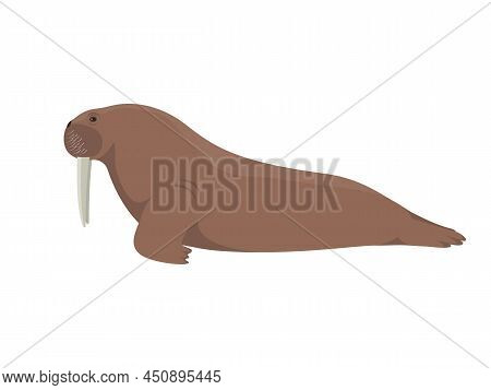 Walrus Pinniped. Vector Illustration Of A Large Sea Animal Walrus With Tusks Isolated On White Backg