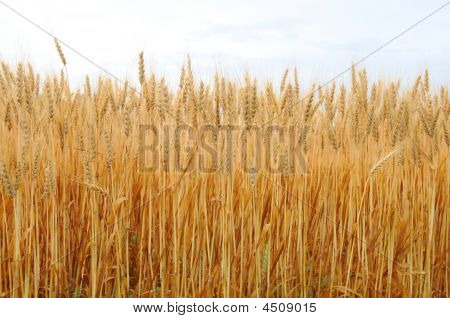 Goldene Weizen