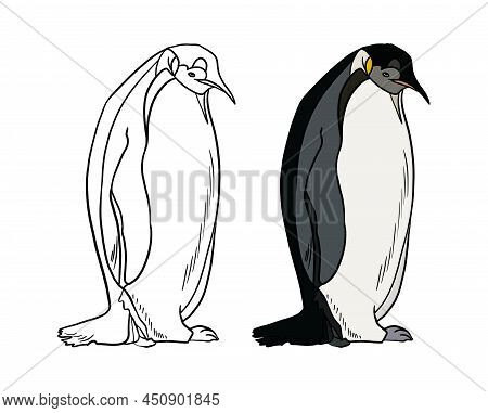Illustration For A Coloring Book In Color And Black And White. Drawing Of A Penguin On A White Isola