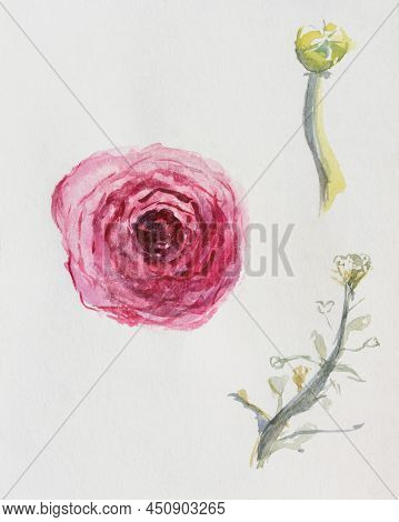 Ranunculus Flowers Watercolor. Flower Bud Leaf On Watercolor Paper. Uninsulated. The Layout Of The D