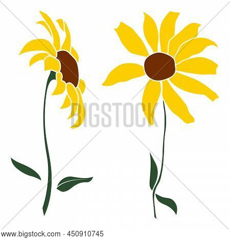 Set Of Two Open Heliopsis Blossom Vector Color Illustration Isolated On White Background. Vector Ske