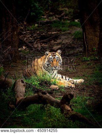 Wild Bengal Male Tiger Closeup Or Portrait In Outdoor Wildlife Jungle Safari At Sariska National Par