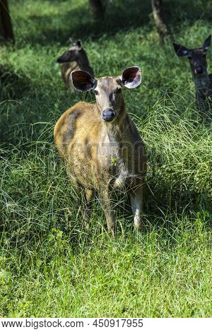 Antelope In Sariska National Park In India In Grass