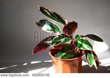 Blood-red Stromanta - Stromanthe Triostar Tricolor Variety Close-up Leaf On The Windowsill In Bright