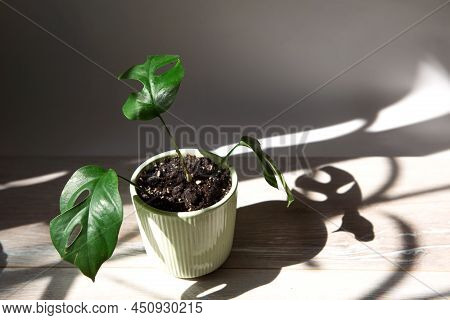 Monstera Minima Rhaphidophora Tetrasperma Close-up Leaf On The Windowsill In Bright Sunlight With Sh