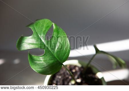 Monstera Minima Rhaphidophora Tetrasperma Close-up Leaf On The Windowsill In Bright Sunlight With Sh