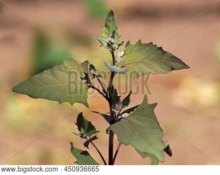 Red Mountain Spinach Or Garden Orache Plant, Atriplex Hortensis