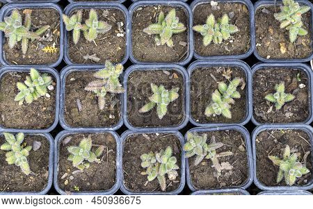 Propagation Of Delosperma Echinatum Pickle Plant From Cuttings