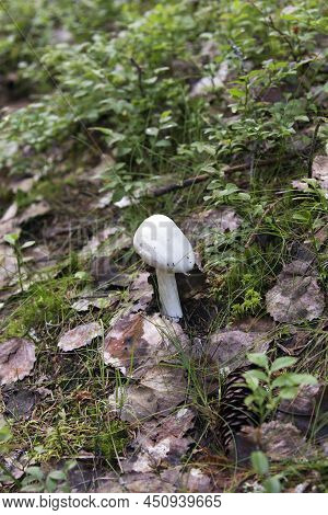 View Of Amanita Bisporigera Deadly Poisonous Mushroom