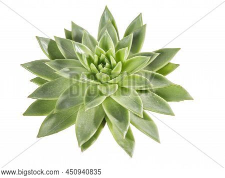 Green Echeveria Isolated On White Background. Texture