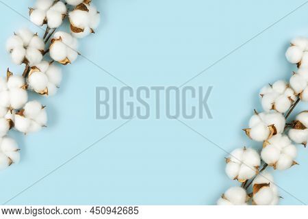 Branch With White Cotton Flowers On Blue Background. Natural Organic Fiber, Agriculture, Cotton Flow