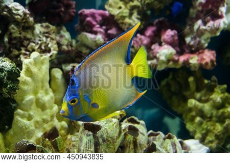 Adult Queen Angelfish Close Up Swimming In An Aquarium