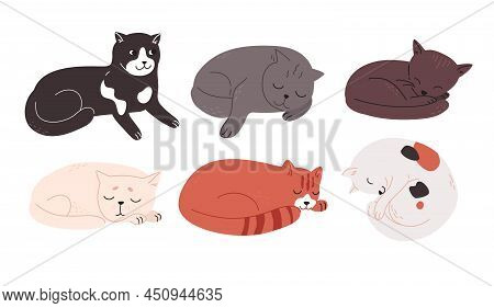 Multi-colored Cats Of Different Breeds Lie Resting. Tired Charming Kittens Are Sleeping. Cute Animal