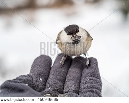 A Willow Tit Sits On Hand And Eats Seeds. Hungry Bird Willow Tit Eating Seeds From A Hand In Winter