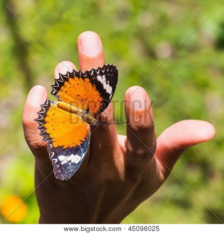 Leopardí ve kterém byly Butterfly