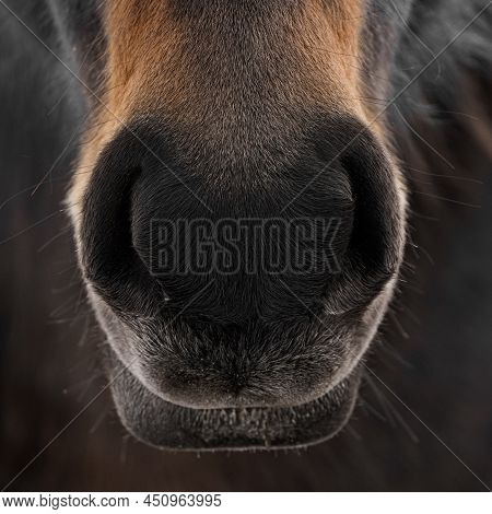 Close-up Of Smiling Mouth And Nose With Large Nostrils Of A Brown Horse. A Horses Muzzle With Long B