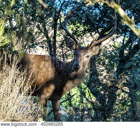 Iberian Red Deer, Cervus Elaphus Hispanicus. Monfrague National Park. Caceres. Extremadura Spain