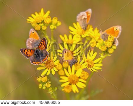 Closeup Of Many Butterflies On A Yellow Flowering Common Ragwort (jacobaea Vulgaris) Flower. This Pl