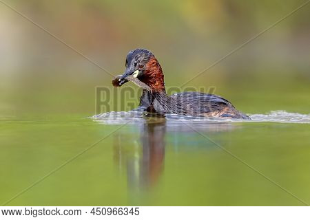 Little Grebe (tachybaptus Ruficollis) Swimming In Water Catching Fish. This Waterfowl Bird Is Member