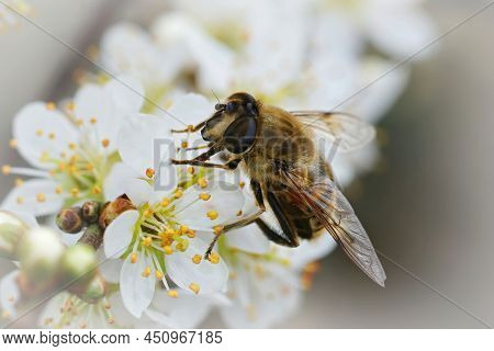 Closeup On A Common Drone Fly, Eristalis Tenax, Feeding On White Blackthorn Flowers , Prunus Spinosa