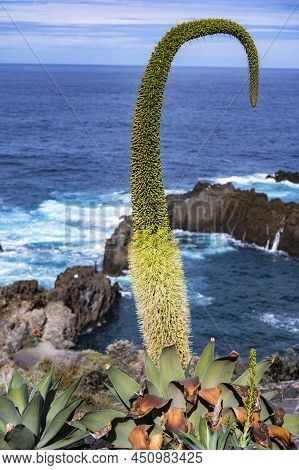 Blossom Of Agava Plant In Charco Del Viento Natural Pool In Black Lava Rocks On Tenerife, Canary Isl