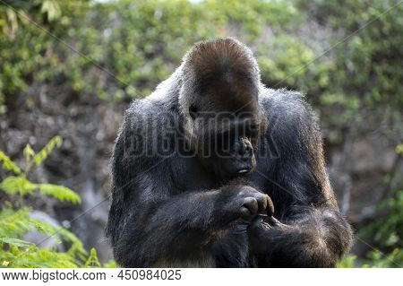 Gorilla Herbivorous, Great Black Ape Inhabit Tropical Forests Of Equatorial Africa