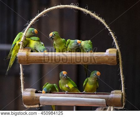 Group Of Green Cordilleran Parakeets Or Psittacara Frontatus Minor Birds Close Up