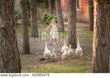 Happy Tween Girl Running After Flock Of Geese In Courtyard Of Country House On Summer Day