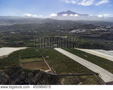 Aerial View Banana Tree Plantation Ad Top Of Mount Teide On Tenerife Near Garachico, Canary Islands,
