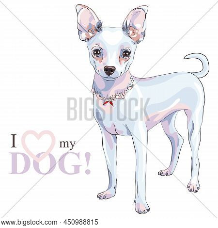 Color Sketch Of Shorthair Deer-head White Cute Dog Chihuahua Breed Smiling