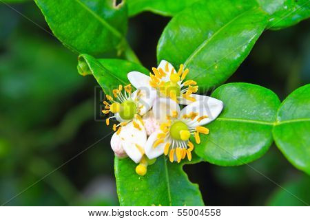 Flower Of Bergamot Fruits On Tree