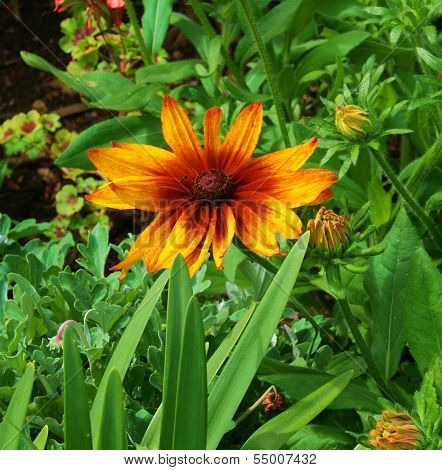 Exotic Orange Flower